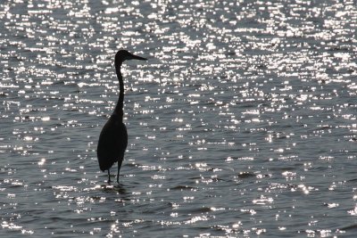 IMG_3141 Another GBH silhouette.jpg