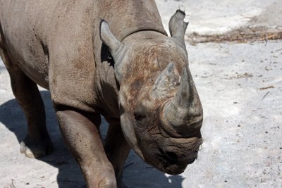 IMG_8909 rhino.jpg