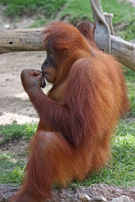 IMG_8938 orang.jpg