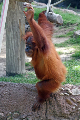 IMG_8939 Orang.jpg