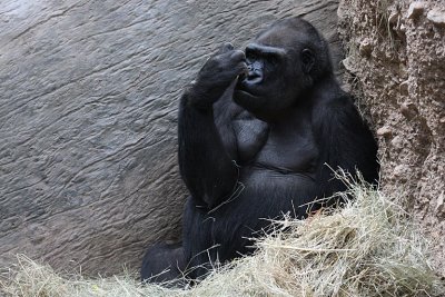 IMG_8982 gorilla.jpg