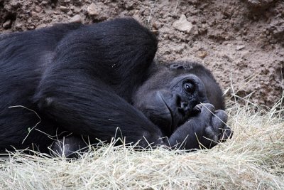 IMG_8999 lazy days.jpg