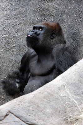 IMG_9007 gorilla.jpg