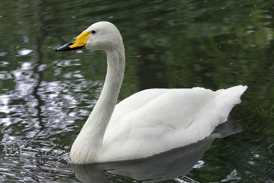 IMG_9068 swan.jpg