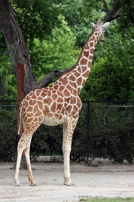 IMG_9094 giraffe.jpg