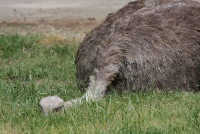 IMG_9101 ostrich.jpg