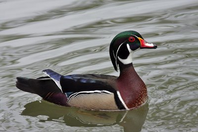 IMG_9115 duck.jpg
