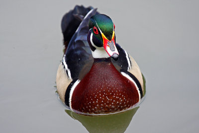 IMG_9122 Duck.jpg