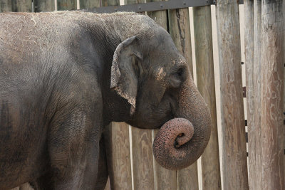 IMG_9140 elephant.jpg