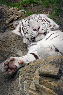IMG_9175 fw big cat.jpg