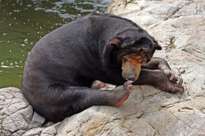IMG_9188 sun bear.jpg