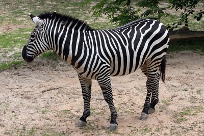 IMG_9219 zebra.jpg