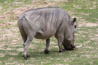IMG_9224 wart hog.jpg