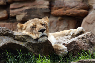 IMG_9234 lioness.jpg