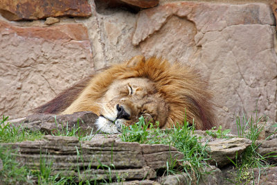 IMG_9245 Lion.jpg