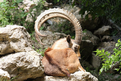 IMG_9272 big horn.jpg