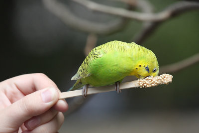 IMG_9285 bird on a stick.jpg