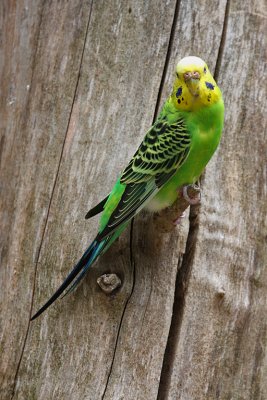 IMG_9325 parakeet.jpg