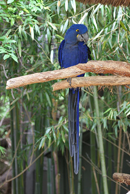 IMG_9349 blue bird.jpg