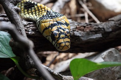 IMG_9402 snake.jpg