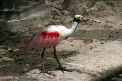 IMG_9437 spoonbill.jpg