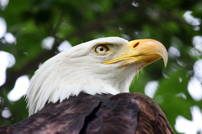 IMG_9533 eagle.jpg