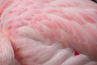 IMG_9616 flamingo feather detail.jpg