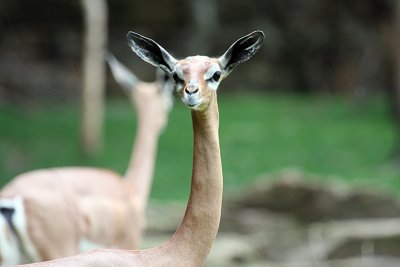 IMG_9639 a different tx long neck.jpg