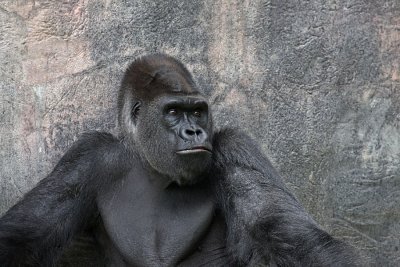 IMG_9658 gorilla.jpg
