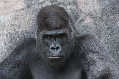 IMG_9670 gorilla.jpg