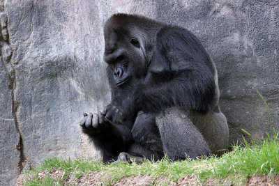 IMG_9696 silverback.jpg