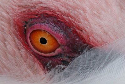 IMG_9771 flamingo eye detail.jpg