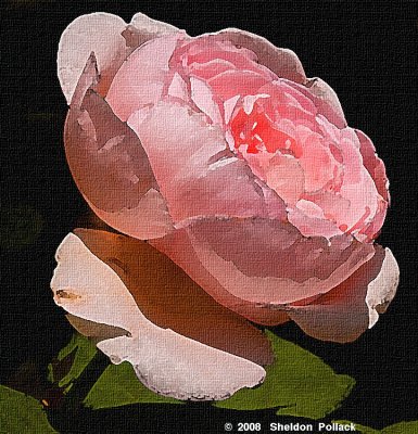  pink rose  11