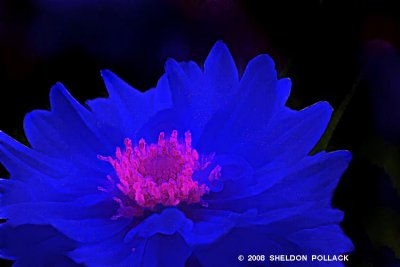 blue dahlia2.jpg