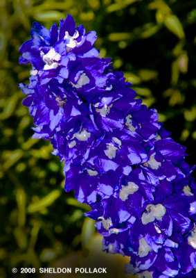 BLUE FLOWER 15 .jpg