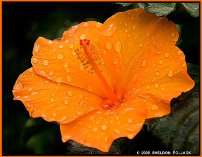 Orange Hibiscus.jpg