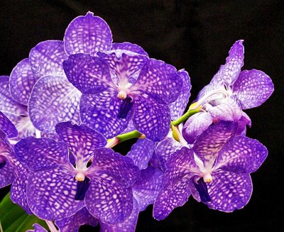 orchid 1 .jpg