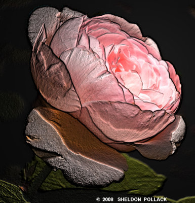 pink rose 12.jpg