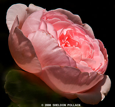 pink rose 13 .jpg