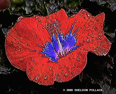red hibiscus .jpg