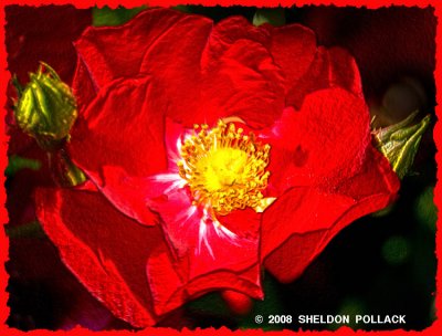 red rose  25 -2. jpg