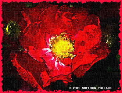 red rose 25  .jpg