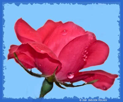 red rose .jpg