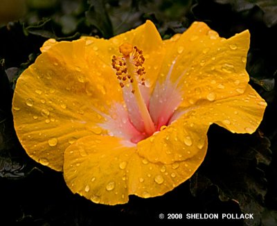 yellow hibiscus  6 .jpg