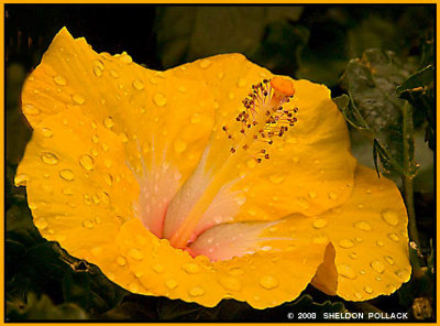 yellow-hibiscus-1-SP--.jpg