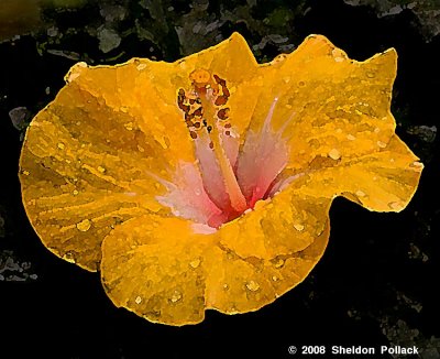 yellow hibiscus watercolor .jpg