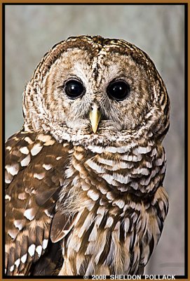 BARRED OWL .jpg