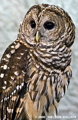 BARRED OWL 2 .jpg
