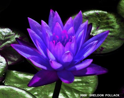 blue waterlilly 6 .jpg