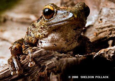 Gold Wood Frog 2 .jpg